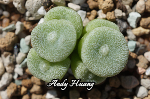 Conophytum ernstii EVJ8512.jpg