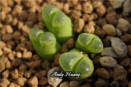 Conophytum devium (littlewoodii) SB1614 Jakkalswater 佛肚风铃 -1.jpg