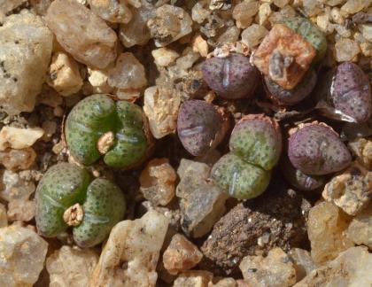 Conophytum albiflorum ARM 1142 CR.jpg