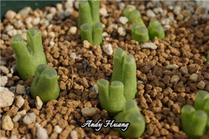 Conophytum devium (littlewoodii) SB1614 Jakkalswater 佛肚风铃 -2.jpg