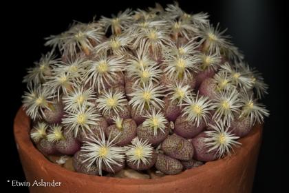 Conophytum truncatum ssp. wiggettiae (EA4052 near De Rust) One of the nicest night flowering species in my humble opinion. I.jpg