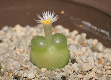 Conophytum acutum East of Bitterfontein (M.1410.3).jpg