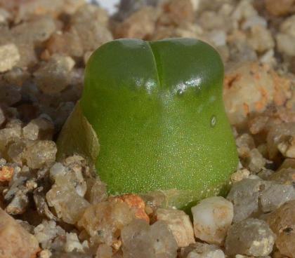 conophytum-acutum_w580_h507.jpg