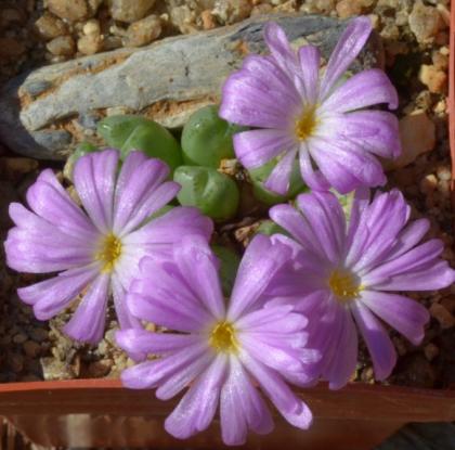 conophytum-antonii-sh-s.n.-west-of-gamoep21_w580_h573.jpg