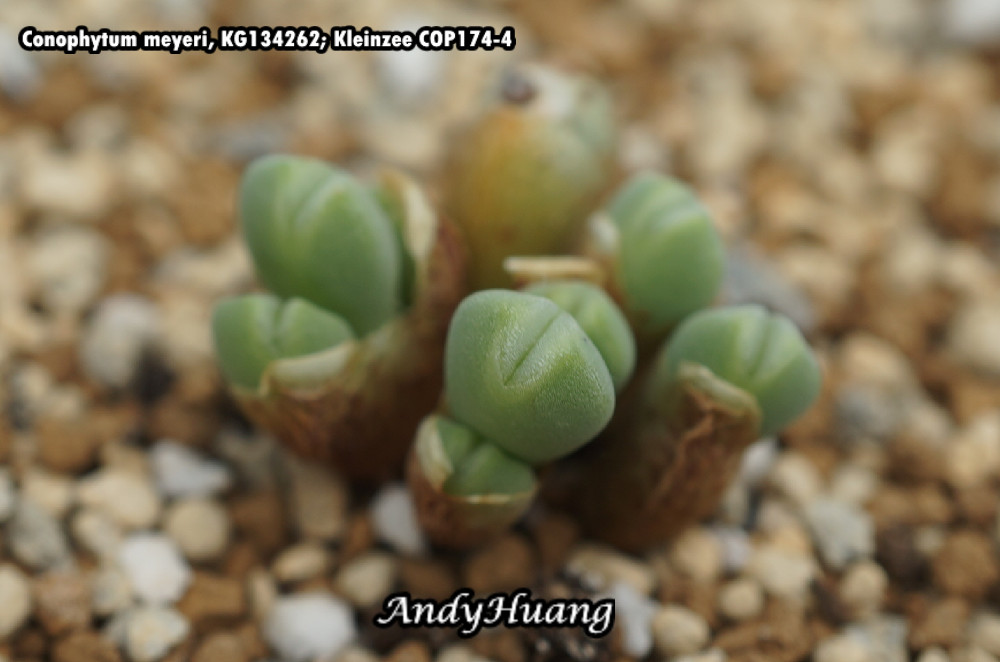 Conophytum meyeri, KG1342/62; Kleinzee COP174-4 - AndyHuang的番杏 